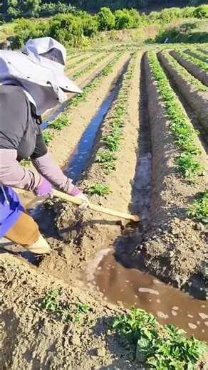 High yield potato field furrow irrigation techniques