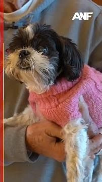 Coyote tests positive for rabies after attacking Buford man