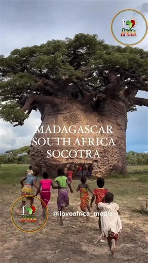 The Baobab tree, often called the “Tree of Life,” is a symbol of Madagascar’s unique biodiversity. Known for its massive trunk that stores water, the tree can live for over a thousand years. With its distinctive, upside-down appearance—branches resembling roots—it has become an iconic part of the island’s landscape. The baobab’s fruit is rich in vitamin C, and its bark has been used traditionally for ropes and fabrics. These trees are not only visually striking but also essential to the local ec
