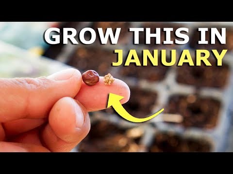 GROW These Seeds in JANUARY
