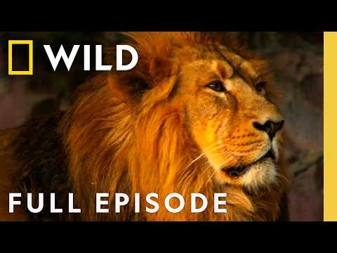 Release the Beast (Full Episode) | Animal Fight Night | Nat Geo Animals