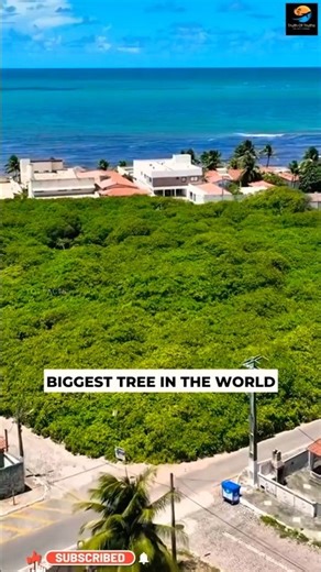 World's Biggest Tree ll TOT FACTS