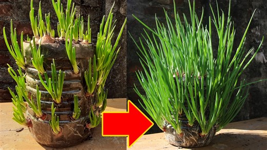 Perfect Method For Grow Green Onion In Plastic Bottle | TreeMentor