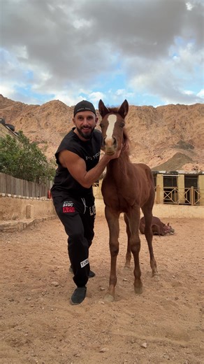 Celebrating Arab Equestrian Heritage and Culture