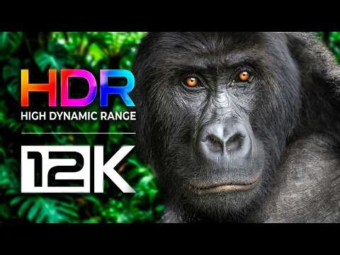 Most Beautiful Video in The World 8K VIDEO ULTRA HD / Oled TV Test