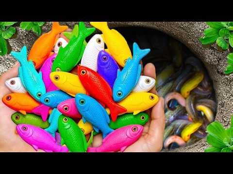 Catch beautiful aquarium fish in small pond baby turtles, pencil fish, iguanas, guppies blue, xecan.
