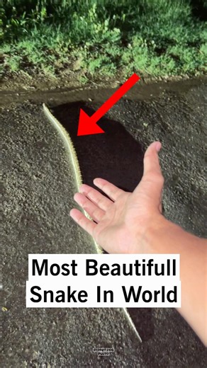 I See Most Beautifull Snake 😲