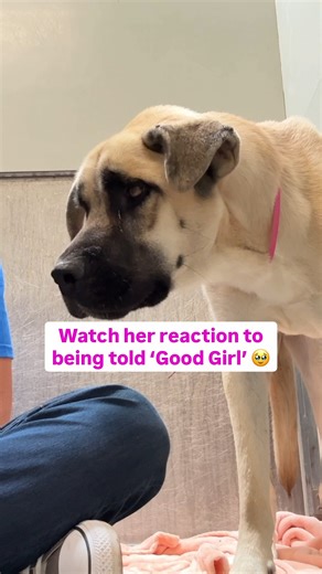 Watch her reaction to being told 'Good Girl' 🥹 | Rocky Kanaka