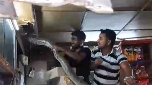 Watch: 7-foot python found in Meerut grocery shop, rescued after 3-hour operation