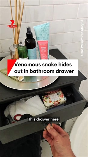 A venomous red-bellied black snake was spotted hiding in a drawer in a woman’s bathroom in Wahroonga, NSW. #snakecatcher #Wahroonga #NSW #snake #snakeindrawer | 7NEWS Sydney