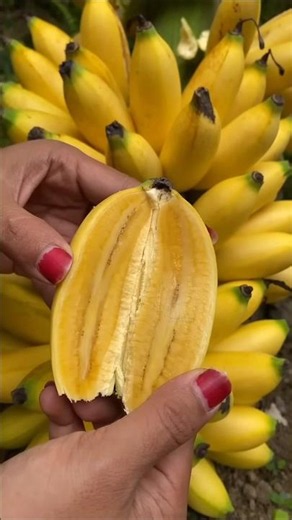 How does a banana tree grow after cutting its flower? #shorts