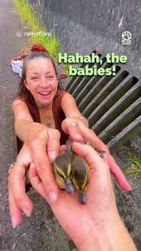 Woman Rescues Ducklings Stuck in Storm Drain #rescue #animals #heartwarming