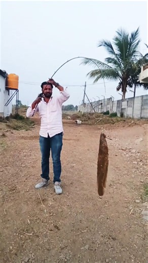 fishing videos ll fish catching ll big size snakehead