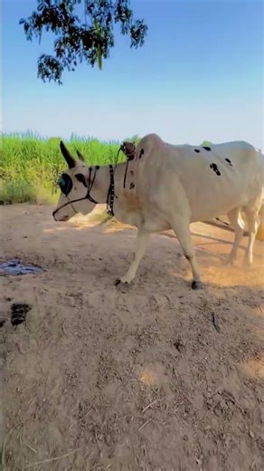 Cattle drive the transmission shaft to power the forage cutter for chopping forage