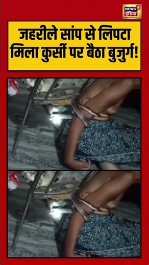 Viral Snake Video | जहरीले सांप से लिपटा मिला कुर्सी पर बैठा बुजुर्ग! | #viralnews | #viralvideo