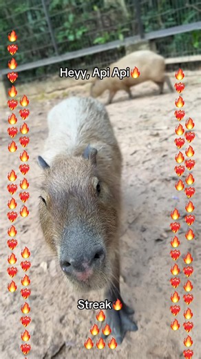 Vinpearl Safari Phu Quoc: Explore Nature's Wonders