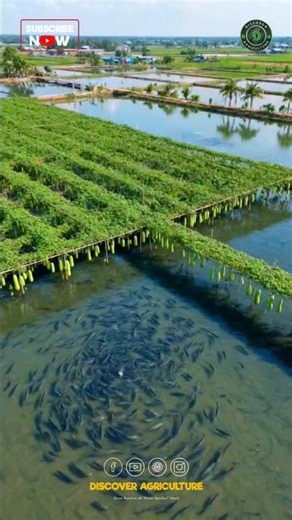 Integrated Fish and Vegetable Farming 🐟🥒