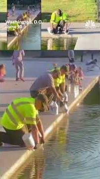 Reflecting Pool turned green by algae