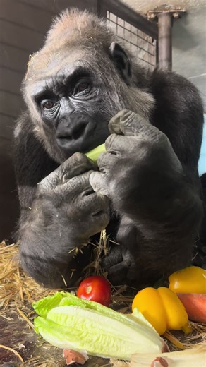 Rare Mukbang Experience with a Gorilla