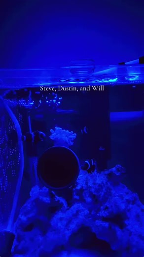 Exploring Clownfish in Saltwater Aquariums