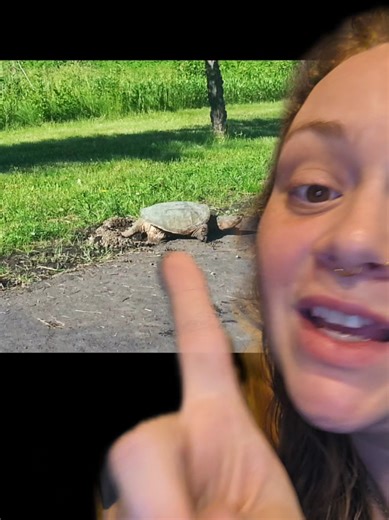 Cute Baby Turtles and Their Snapping Behavior