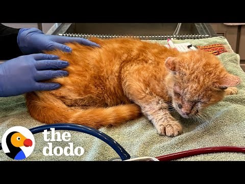 Skinny 'Slo-Mo' Cat With Mystery Illness Turns Into A Chunky Monster | The Dodo