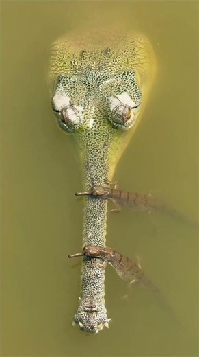 Gharial hatchlings explore the ancient Gandak River 🐊 #Shorts #Animals #Nature