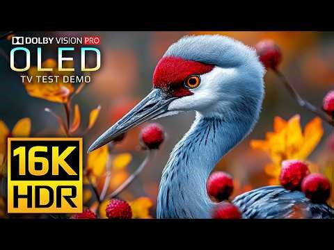 The Clarity 16K HDR 120 fps Video - Dolby Vision (8K Video)