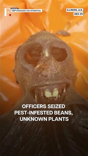 US: Border Patrol Seizes Primate Meat at Chicago Airport | N18G