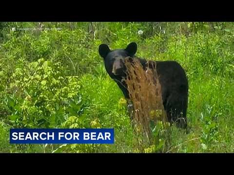 Young bear spotted moving through neighborhood prompts safety warnings