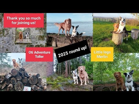 Oti Adventure Toller and Little legs Merlin - round up of 2025!!