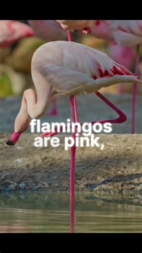 10 Amazing Facts About Flamingo You Didn’t Know