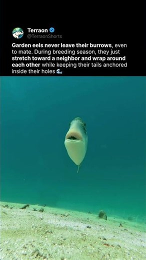 The Fish That Never Leaves Its Home 🌊