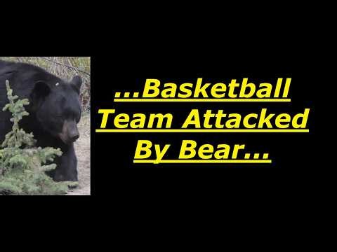 Scary Bear Attacks: June 16th, 2026, Black Bear Attack On Washington Basketball Team