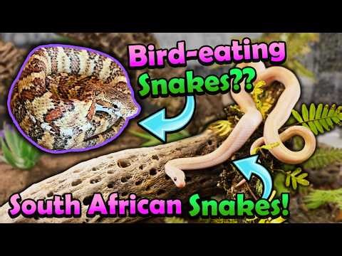 Learning about Uncommon Snakes at the St. Louis Reptile Show (NARBC)!