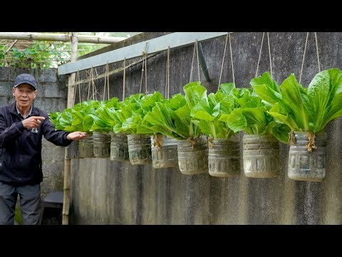 No Garden Needed, Grow This Vegetable and Get Up to 10 Harvests in One Season!