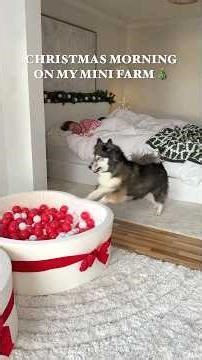 Christmas Morning On My Mini Farm! 🎄