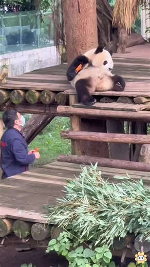 Panda 🐼 so cute 🥰 #panda #pandas #love #funny #cute #animals #kungfupanda