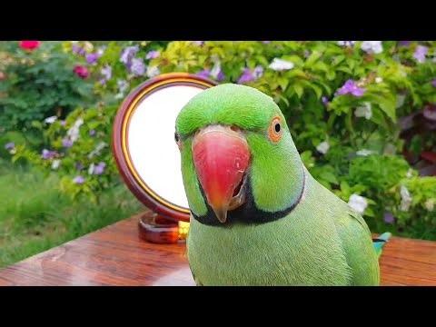 Talking Parrots Looking in Mirror & Reacting to Themselves 😂🪞 | Funny Parrot Compilation