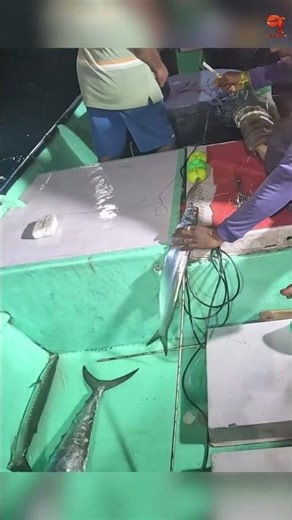 Catching Wolf Herring Fish in the Sea #fishing #fishingvideo #fishingtime