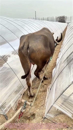 Narrow Space Solution : Farmers Use Oxen to Dig Drainage Trenches !