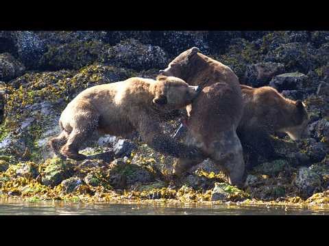 Most Aggressive Grizzly Bear Fight Ever Recorded