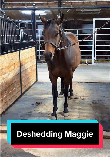 Deshedding Maggie: A Relaxing Evening with Horses