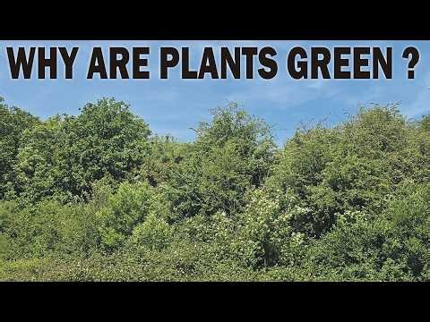 Why are plants - mostly - green?