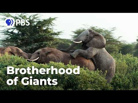 Male Elephants Have Best Friends Too!