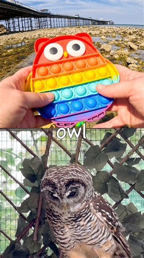 Toy Learning Fun | Kids Learn Animal Names by the Pier: Cheetah Cow Owl Crocodile Horse