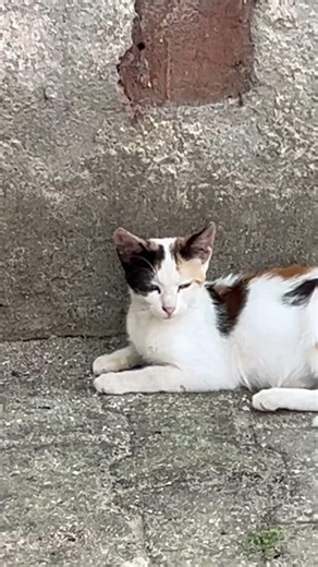 Bonjour #chat #cat #cats #catshorts #youtubeüniversitesi #kedi