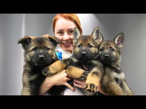 The Most Dramatic And Adorable German Shepherd Puppies I've Ever Groomed 😂❤️