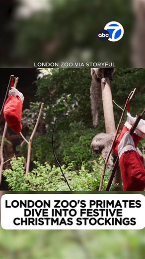 London Zoo's Festive Christmas Celebration for Primates