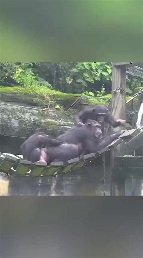Chimpanzee Love: Understanding Primate Affection and Behavior